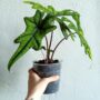 plante alocasia jacklyn dans son pot transparent