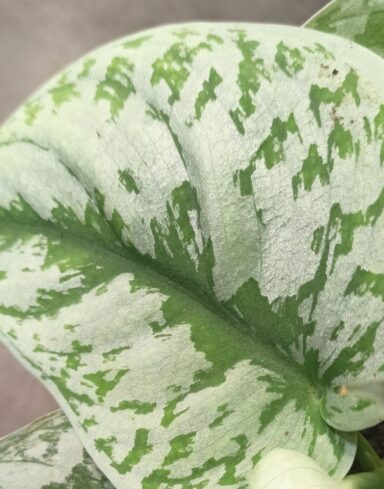 Scindapsus Pictus Trebie alternative