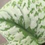 Scindapsus pictus trebie