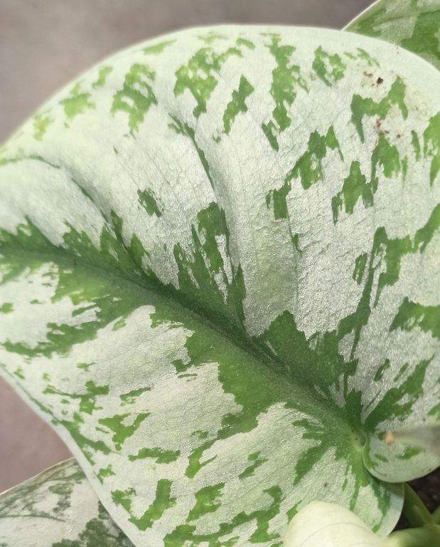 Scindapsus pictus trebie