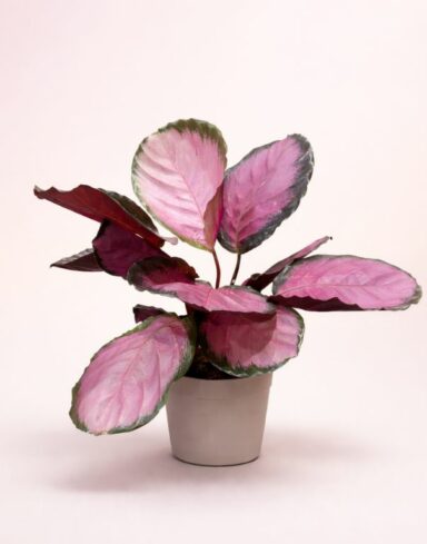 Calathea Roseopicta Crimson