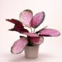 Calathea Roseopicta Crimson