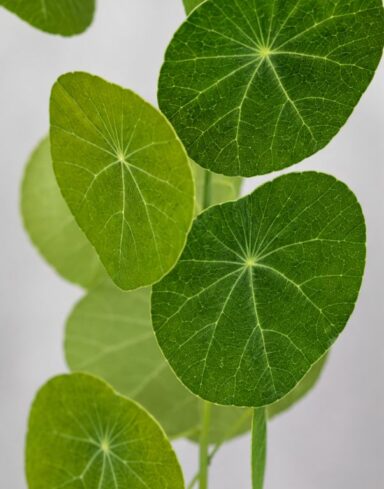 Stephania Pierrei Erecta – Plante à Caudex alternative