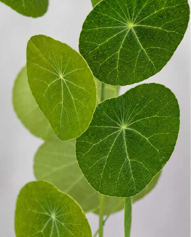 Stephania Pierrei Erecta - Plante à Caudex