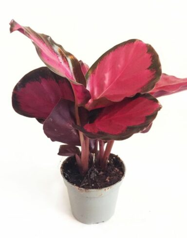 Calathea pictura rosey Crimson