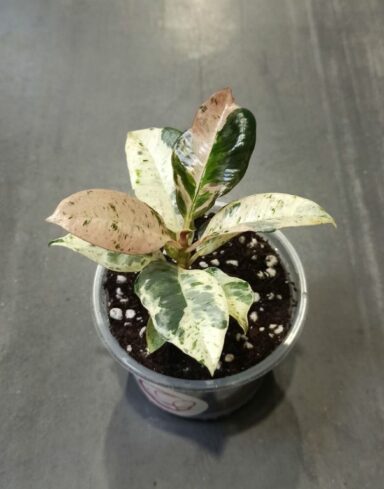 Ficus shivereana moonshine