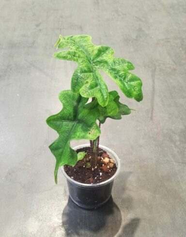 alocasia jacklyn