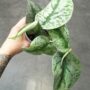 Scindapsus pictus trebie