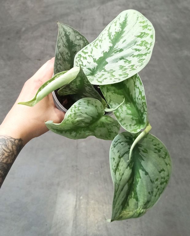 Scindapsus pictus trebie