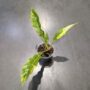 Philodendron 'Ring of Fire'