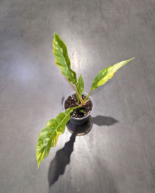 Philodendron 'Ring of Fire'