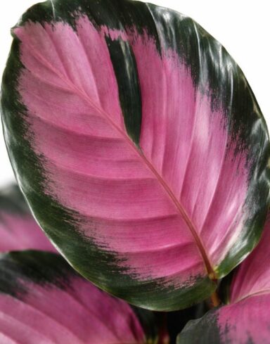Calathea Roseopicta Crimson alternative