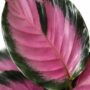Calathea Roseopicta Crimson