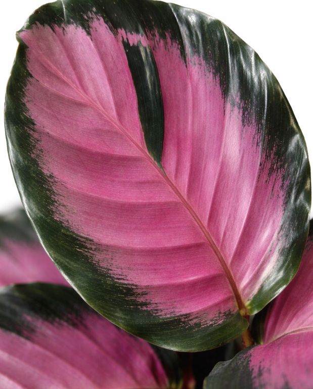 Calathea Roseopicta Crimson