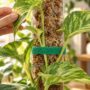 scotch velcro pour plante grimpante