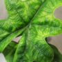 alocasia jacklyn