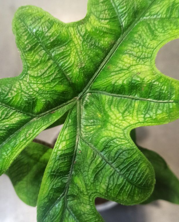 alocasia jacklyn