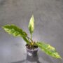 Philodendron 'Ring of Fire'
