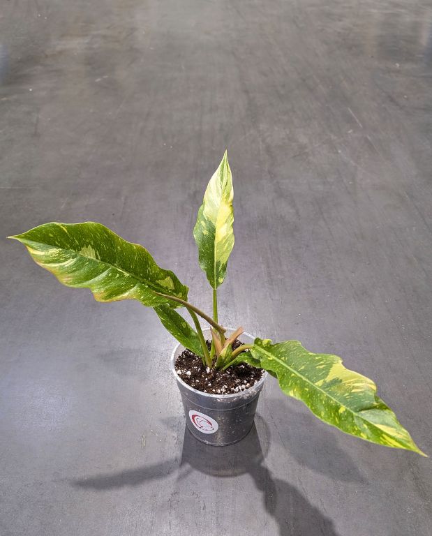 Philodendron 'Ring of Fire'