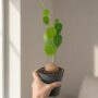 Stephania Pierrei Erecta - Plante à Caudex