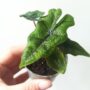 alocasia jacklyn baby gros plan feuilles
