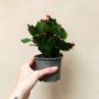 schlumbergera - cactus de Noël