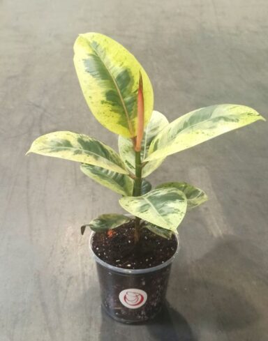 Ficus Shivereana Moonshine