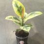 Ficus Shivereana Moonshine