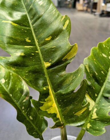 Philodendron Ring of Fire alternative