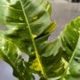 Philodendron 'Ring of Fire'
