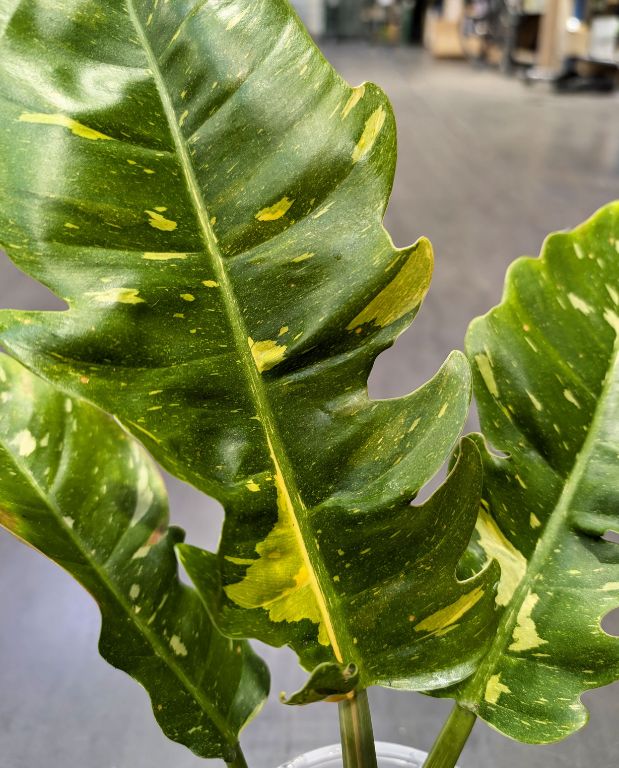 Philodendron 'Ring of Fire'