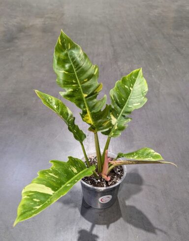 Philodendron 'Ring of Fire'