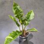 Philodendron 'Ring of Fire'
