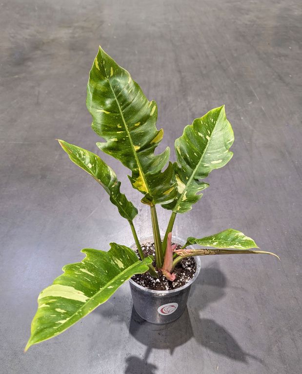Philodendron 'Ring of Fire'