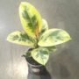 Ficus Shivereana Moonshine