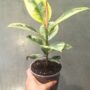 Ficus Shivereana Moonshine