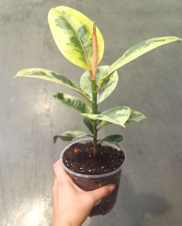 Ficus Shivereana Moonshine