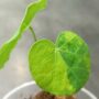 Stephania pierrei Erecta