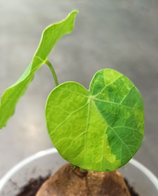 Stephania pierrei Erecta