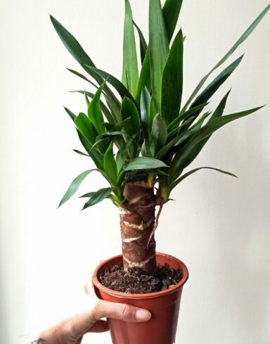 Yucca elephantipes en pot