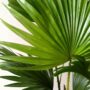 Livistona rotundifolia detail plante palmier