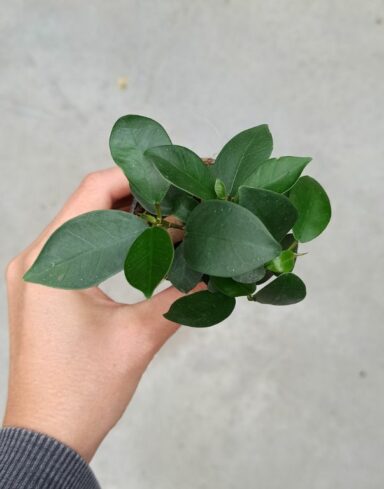 Ficus ginseng microcarpa alternative