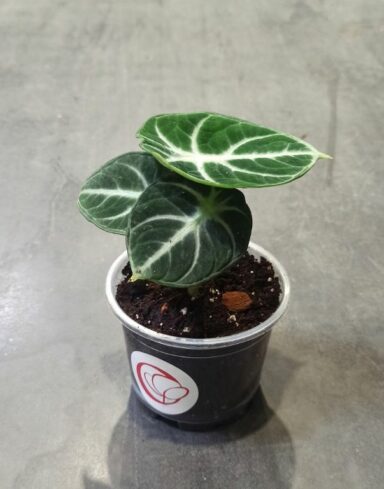 alocasia black ninja