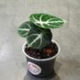 alocasia black ninja