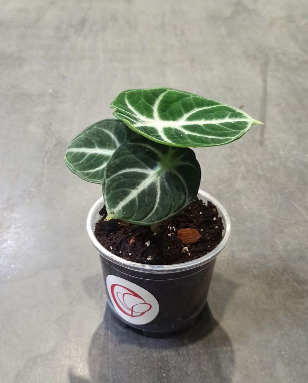 alocasia black ninja