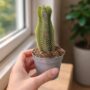 Crassula Buddha's Temple