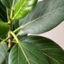 Ficus benghalensis audrey detail