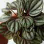 Peperomia albovittata Piccolo Banda detail feuilles