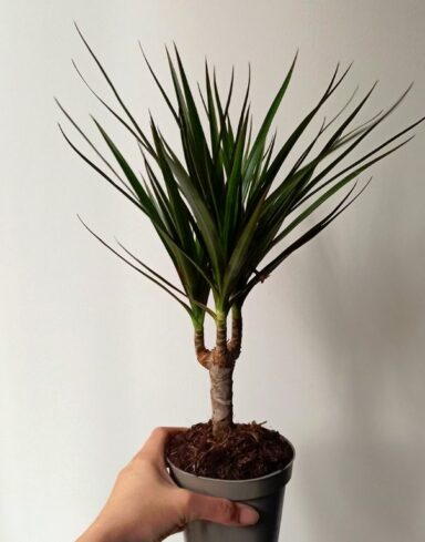 Dracaena marginata