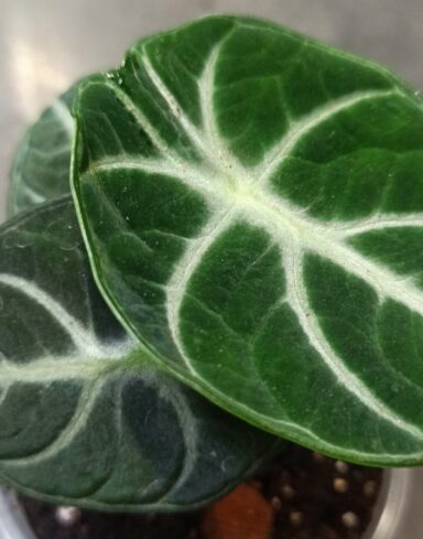 Alocasia Black Ninja alternative